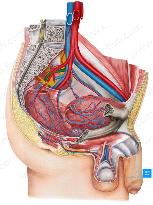 Left superior gluteal vein (#10257)