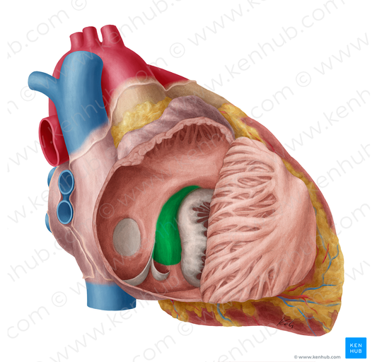 Triangle of atrioventricular node (#18633)