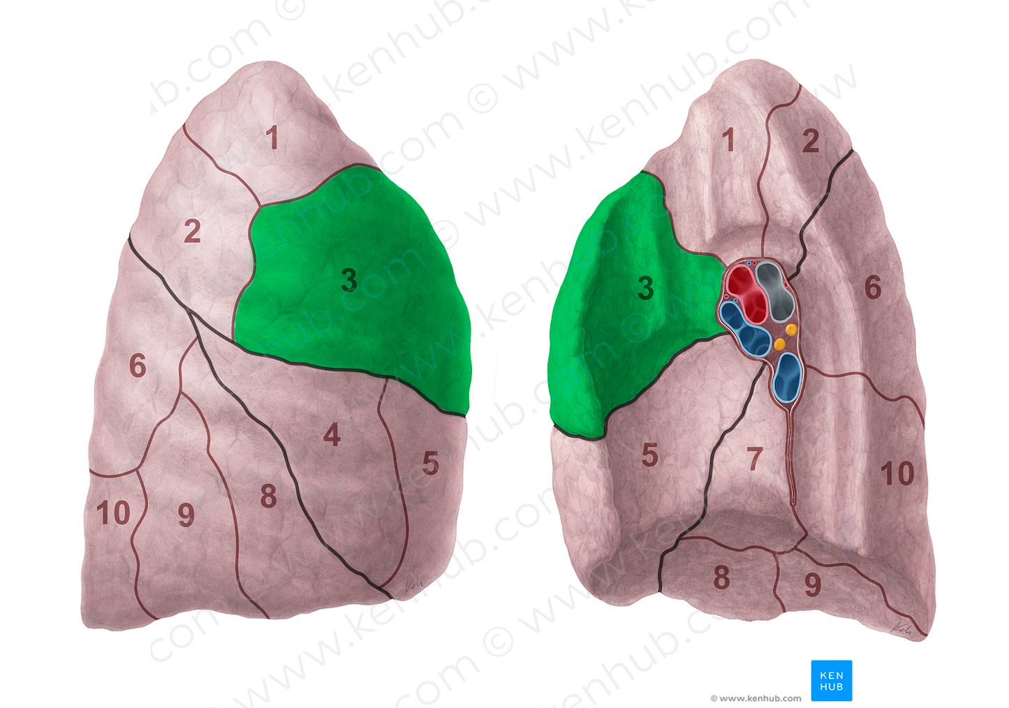 Anterior segment of right lung (#20690)