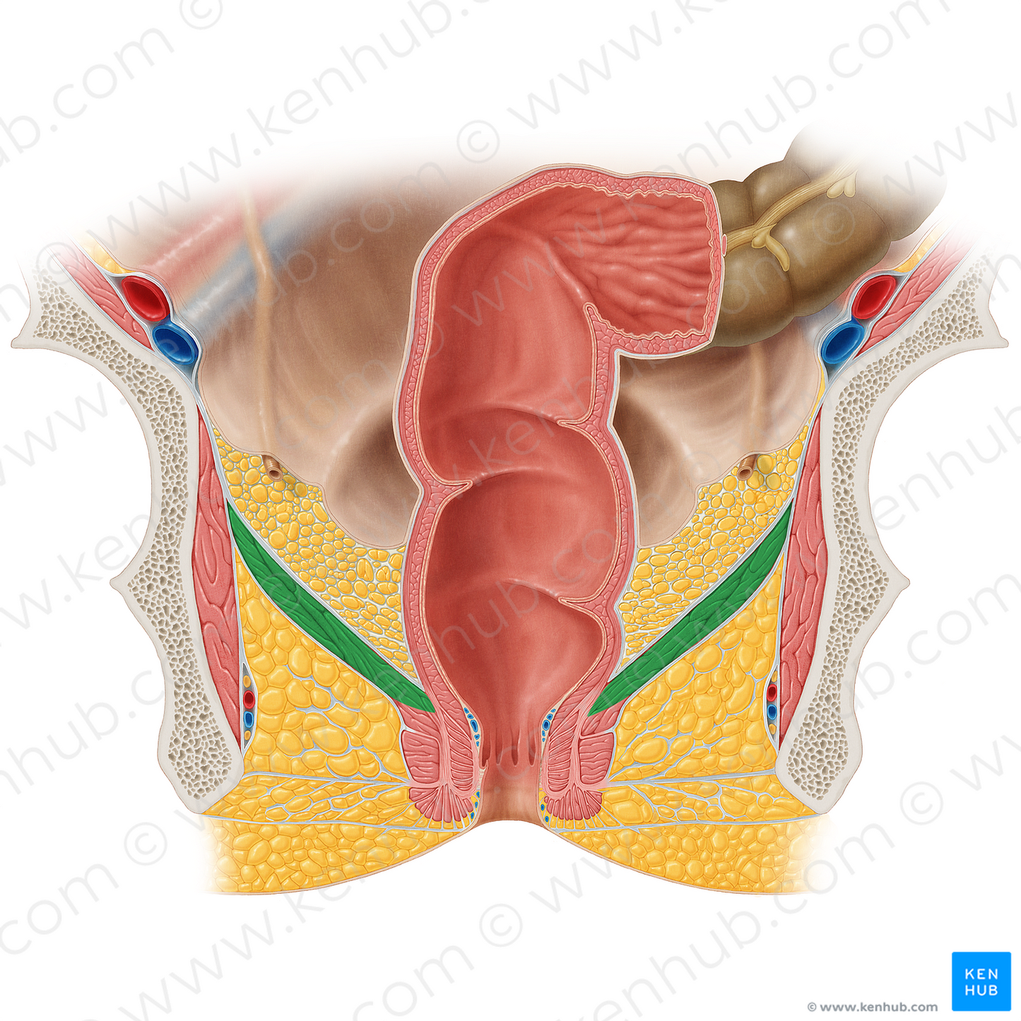 Levator ani muscle (#5544)