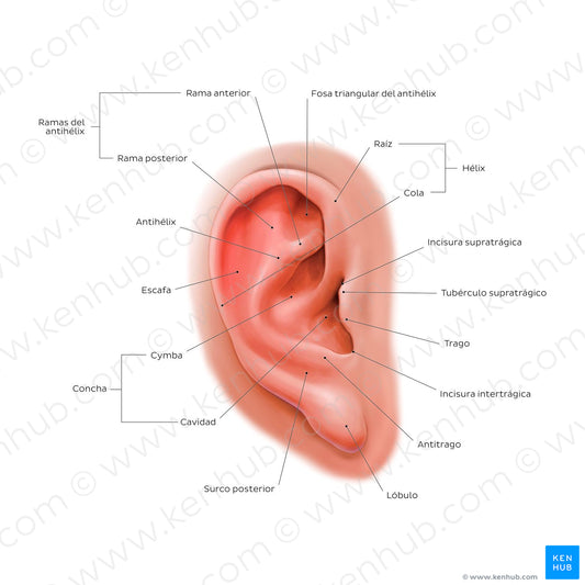 External ear: lateral view (Spanish)