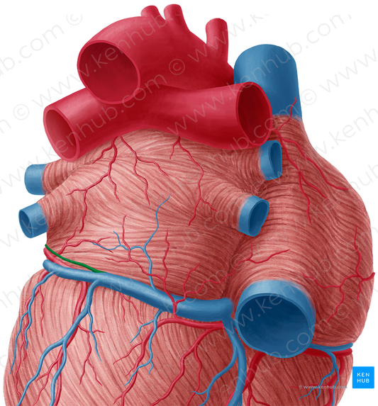 Oblique vein of left atrium (#10434)