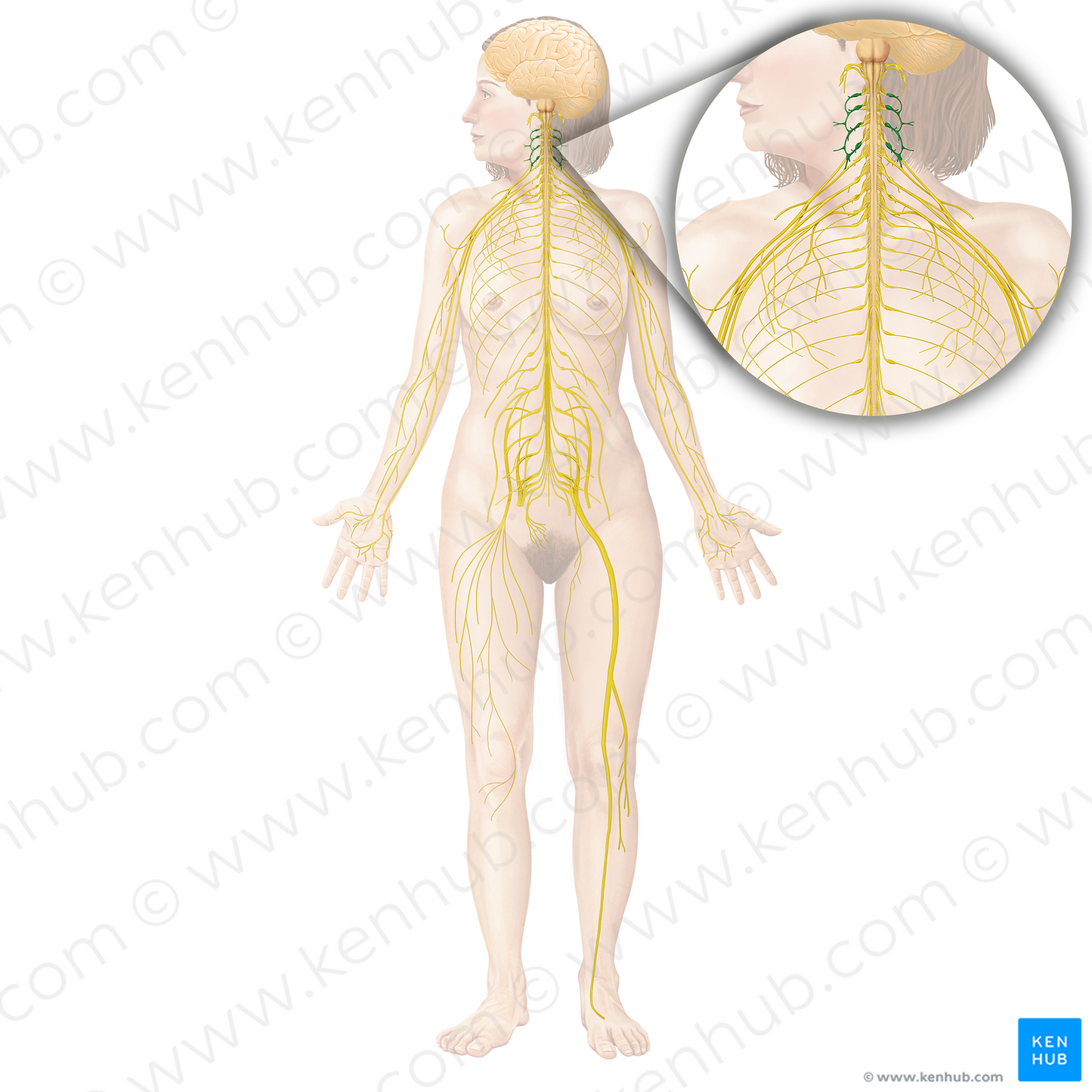 Cervical plexus (#7976)