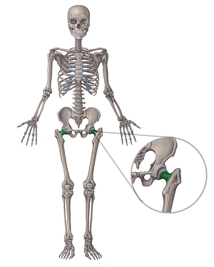 Neck of femur (#2684)