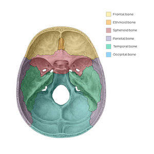 Superior view of the base of the skull (bones) (English)
