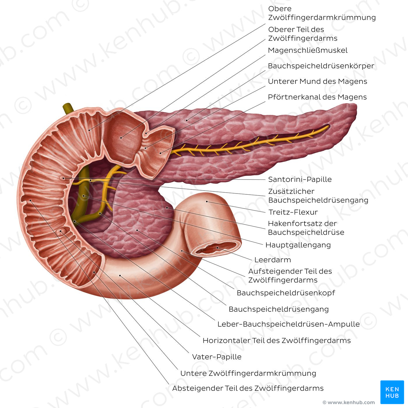 Pancreatic duct system (German)