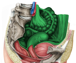 Peritoneum (#7869)