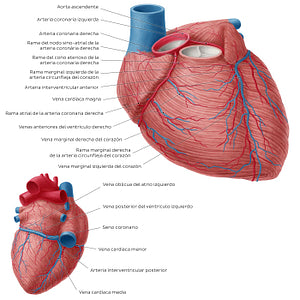 Coronary arteries and cardiac veins (Spanish)