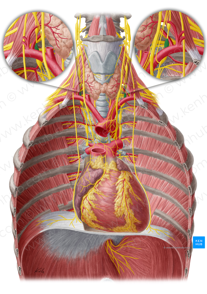 Inferior cervical ganglion (#20433)