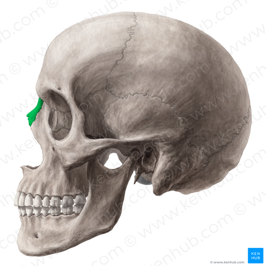 Nasal bone (#7432)