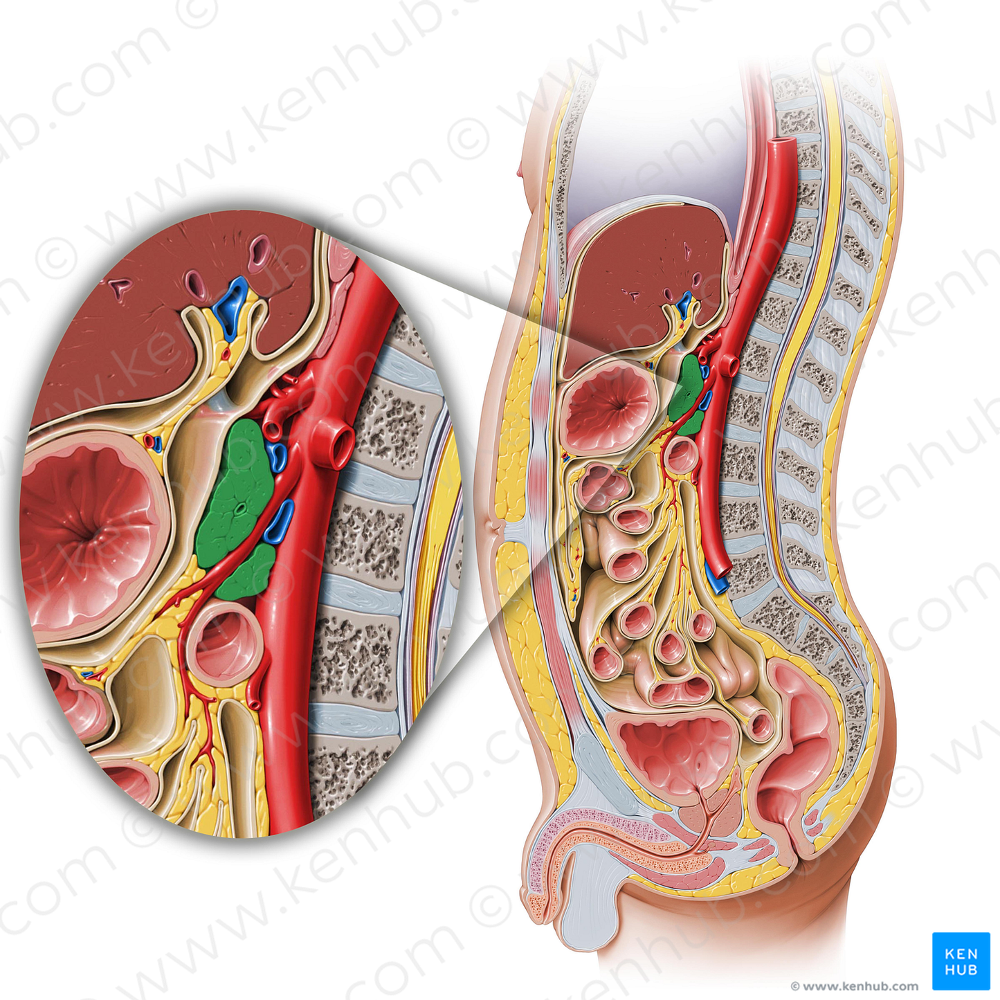 Pancreas (#7608)