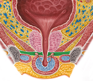 Male external urethral sphincter (#5982)