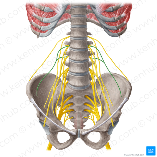 Lateral femoral cutaneous nerve (#21569)