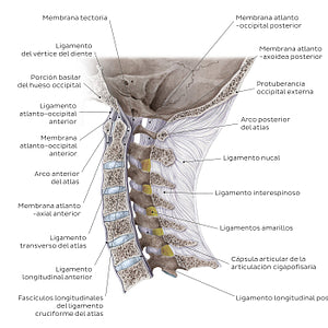 Craniovertebral ligaments and joints (Spanish)