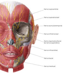 Nerves of face and scalp (Anterior view: deep) (Portuguese)