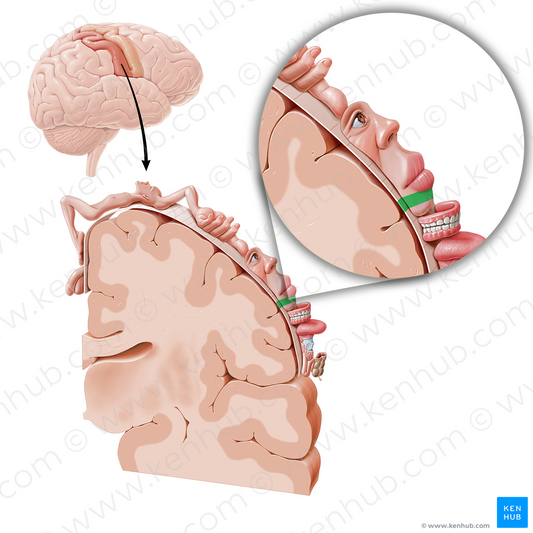 Sensory cortex of lower face (#11052)