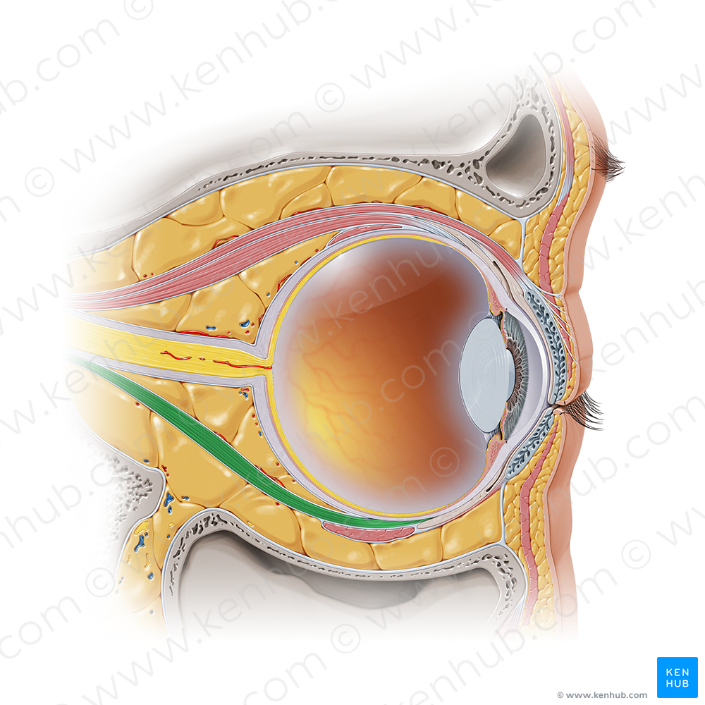 Inferior rectus muscle (#5859)