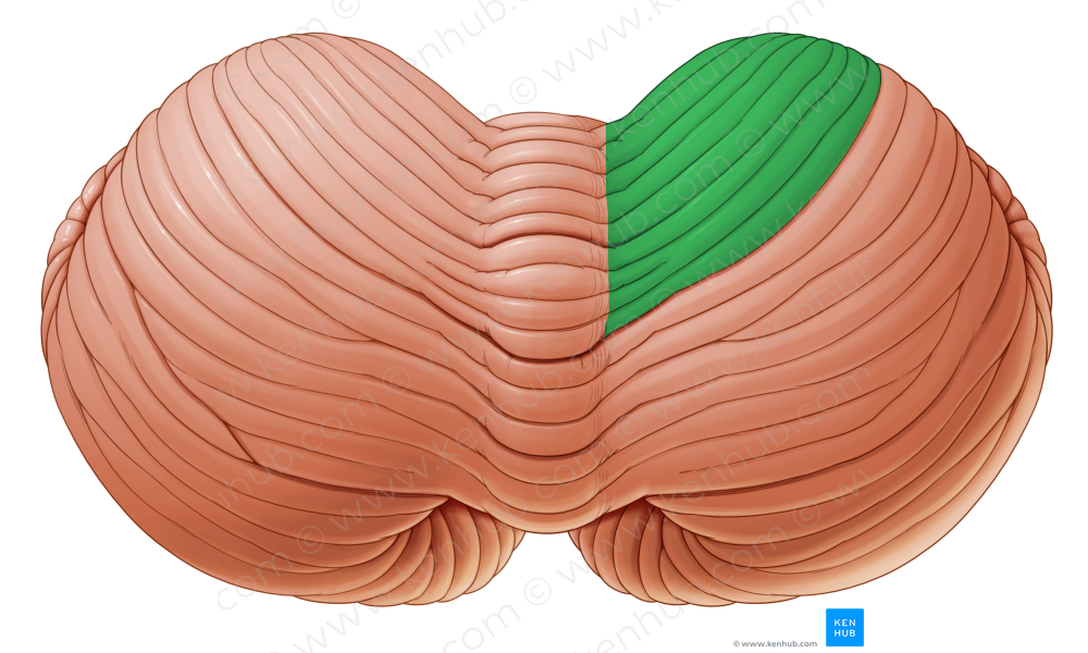 Anterior quadrangular lobule of cerebellum (#4764)
