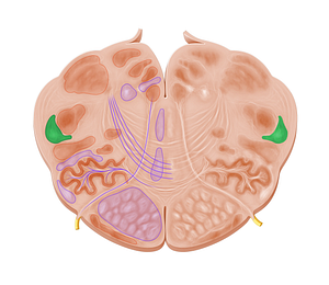 Spinal tract of trigeminal nerve (#9534)