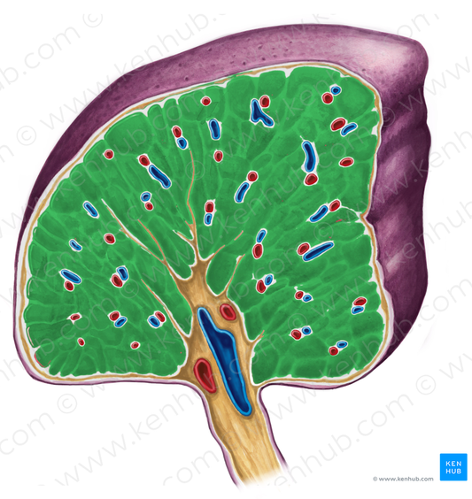 Splenic pulp (#8404)