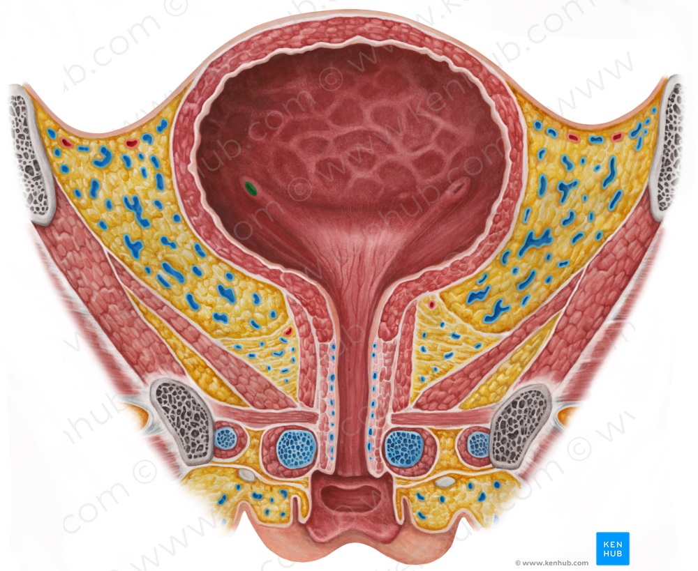 Right ureteric orifice (#7553)