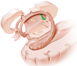 Stria medullaris of thalamus (#9186)