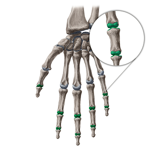 Interphalangeal joints of hand (#19146)