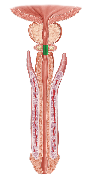 Membranous part of urethra (#7738)