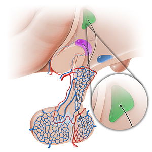 Paraventricular hypothalamic nucleus (#16250)