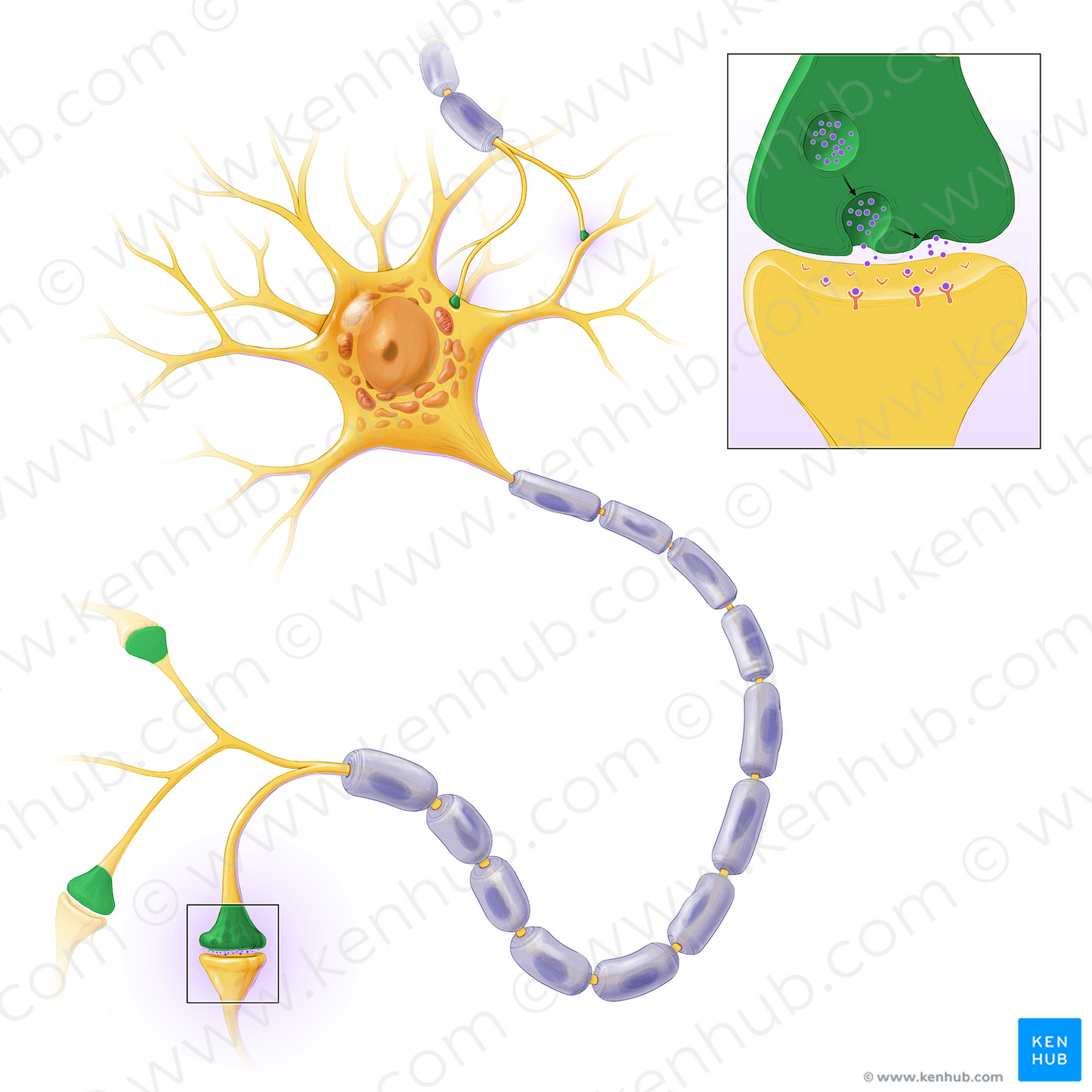 Terminal boutons of axon (#13593)