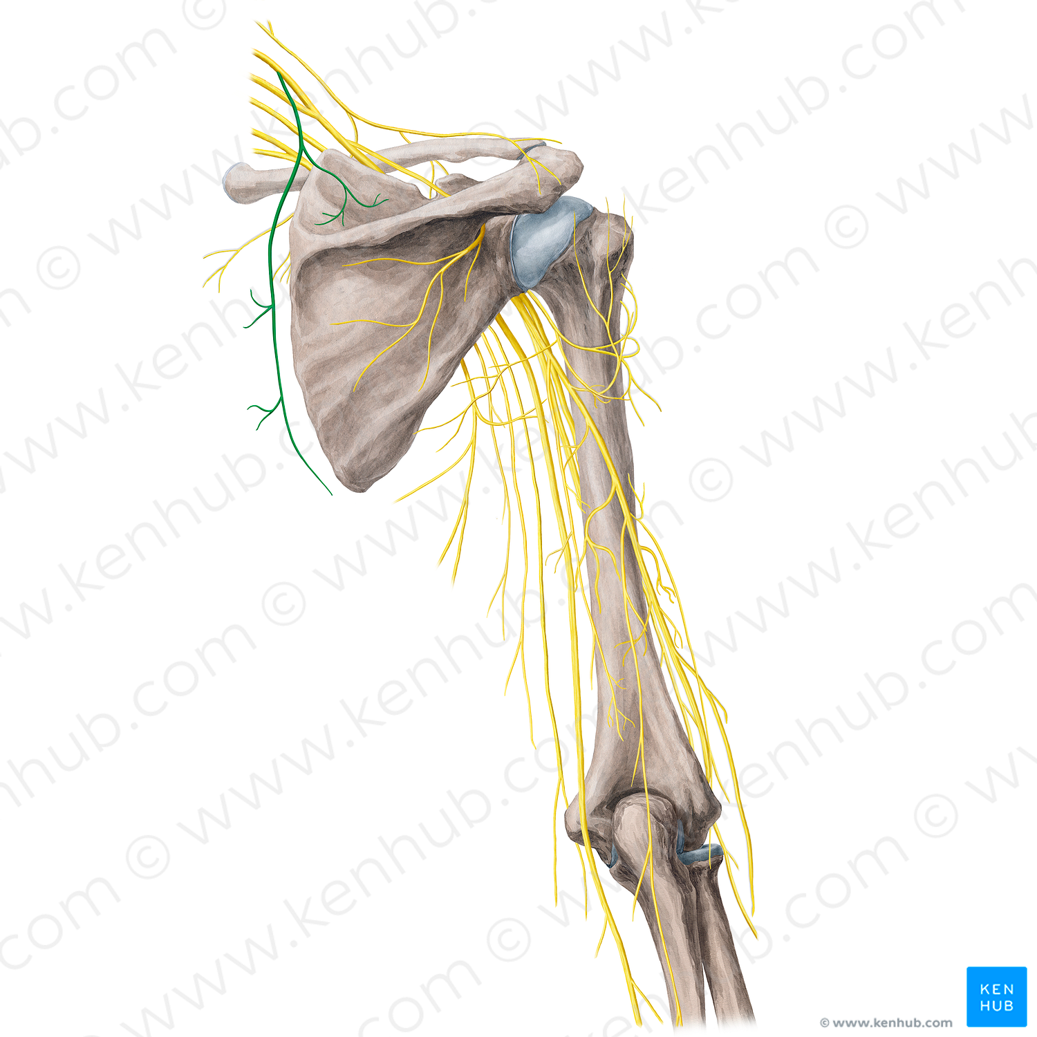 Dorsal scapular nerve (#21778)