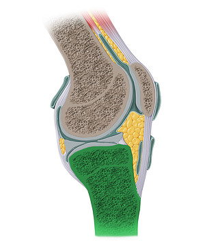 Tibia (#13927)