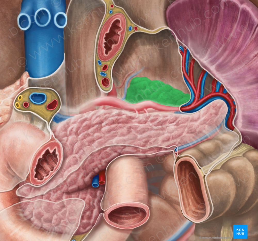 Left suprarenal gland (#4134)