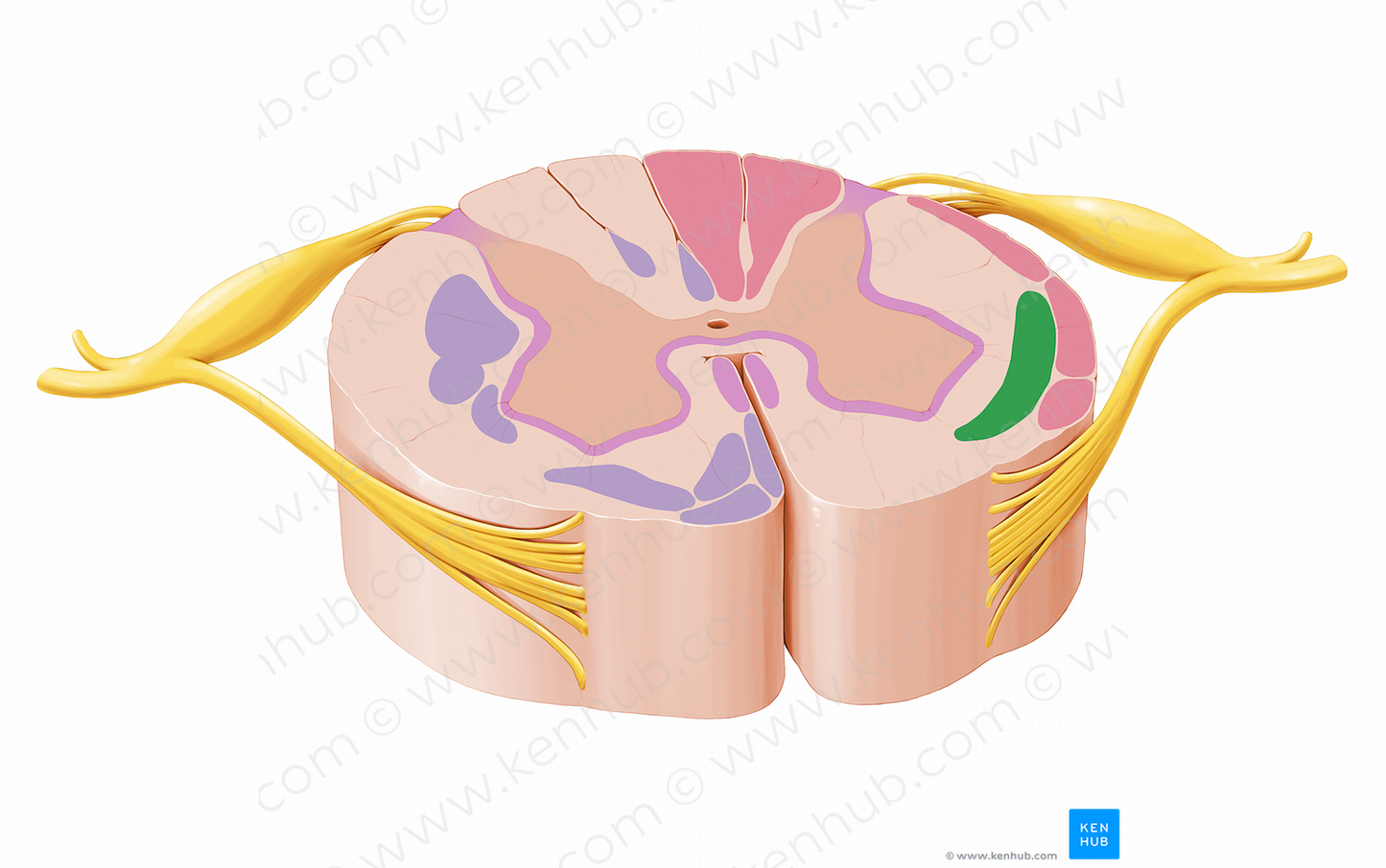 Spinothalamic & spinoreticular tracts (#12062)