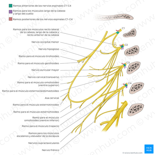 Cervical plexus (Spanish)