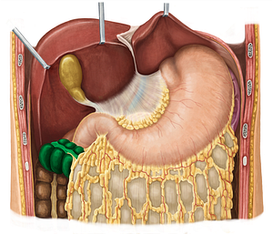 Transverse colon (#2754)