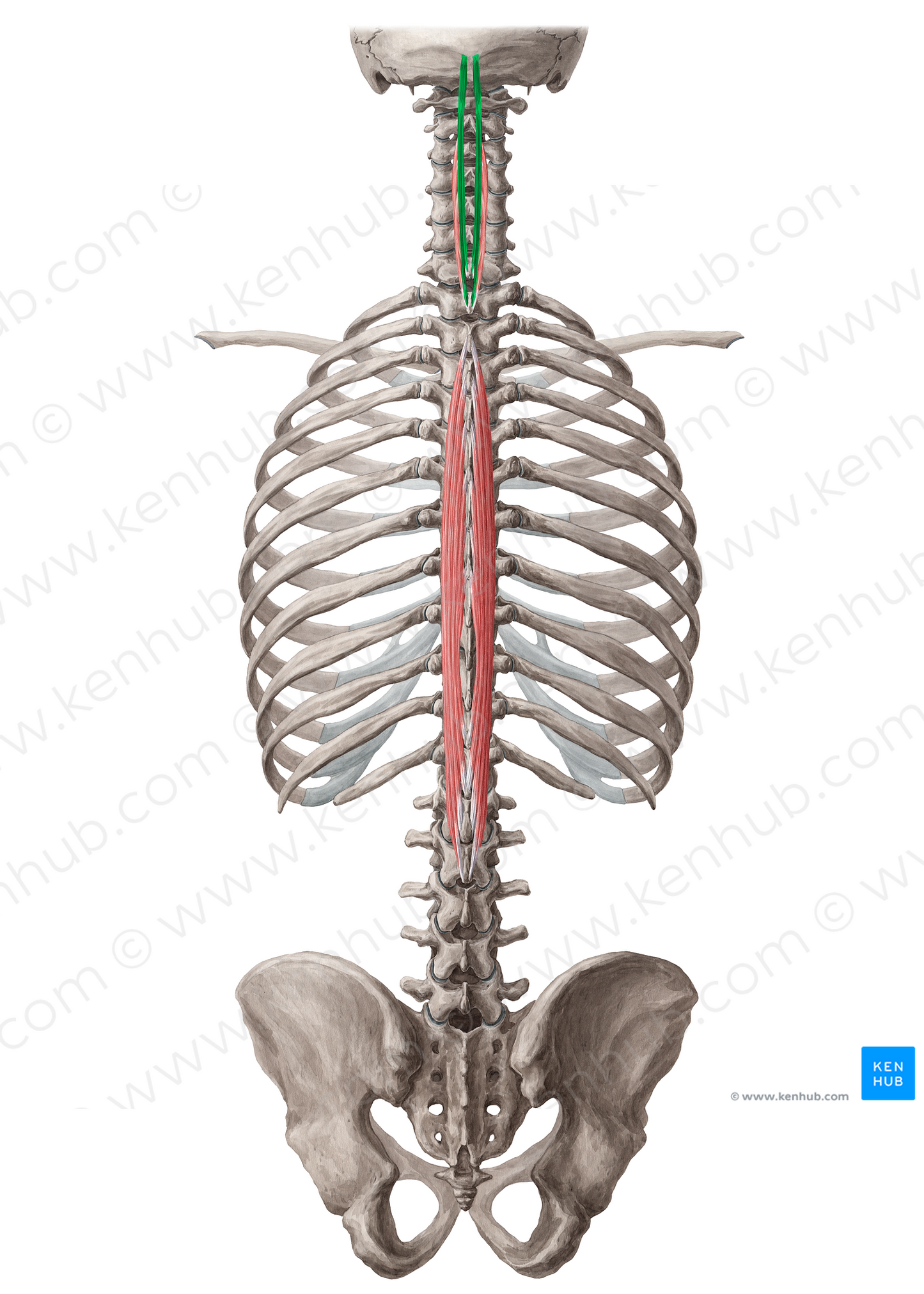 Spinalis capitis muscle (#18888)