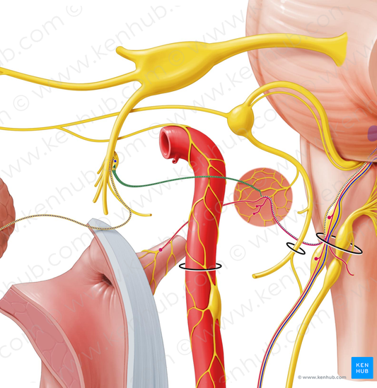 Lesser petrosal nerve (#6673)