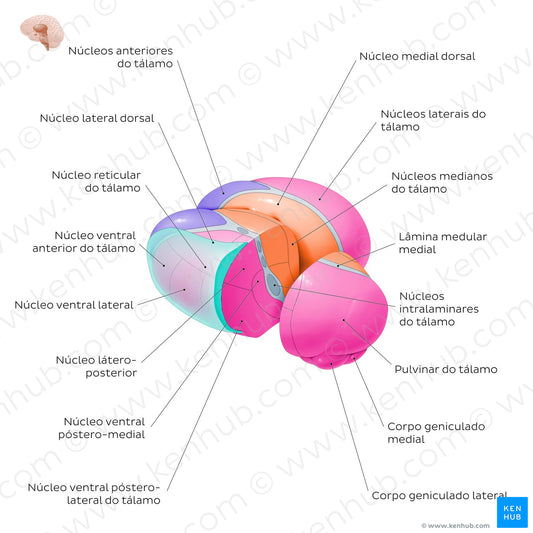 Thalamic nuclei (Portuguese)