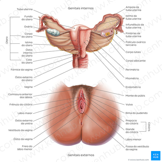 Female reproductive system (Portuguese)