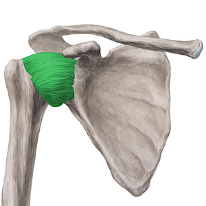 Glenohumeral ligaments (#4460)