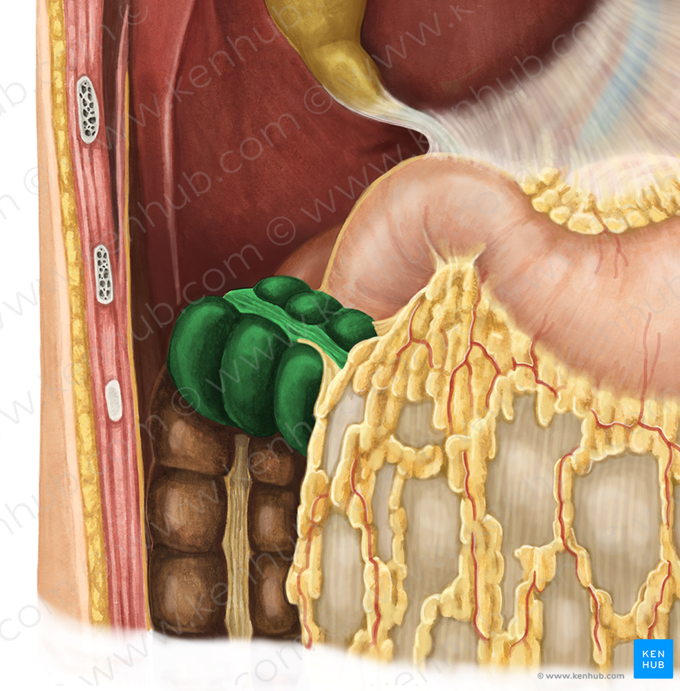 Transverse colon (#2764)