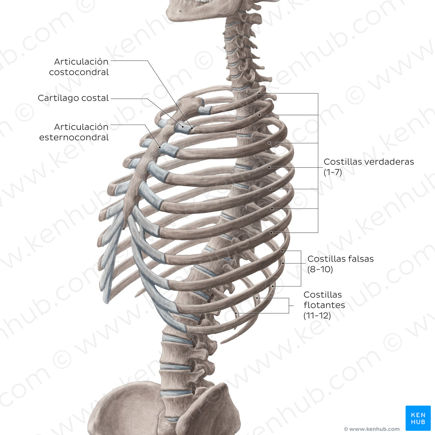 Ribs (overview) (Spanish)