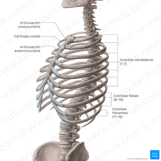 Ribs (overview) (Spanish)