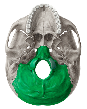 Occipital bone (#7453)