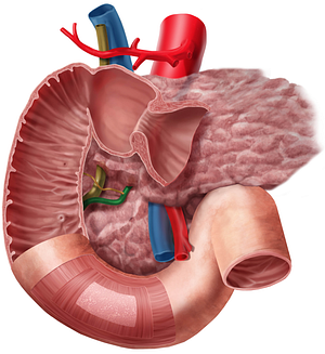 Pancreatic duct (#3333)