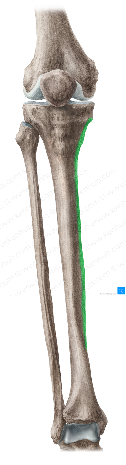 Medial border of tibia (#18423)