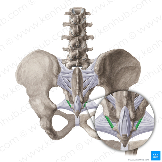 Lateral sacrococcygeal ligament (#21511)