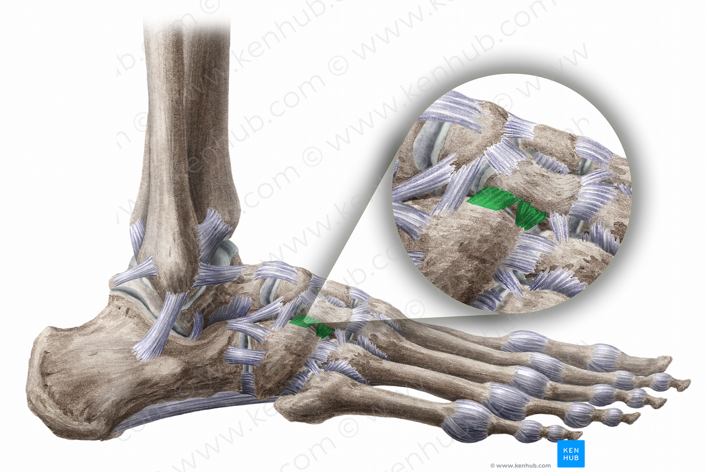 Dorsal cuneocuboid ligament (#11477)