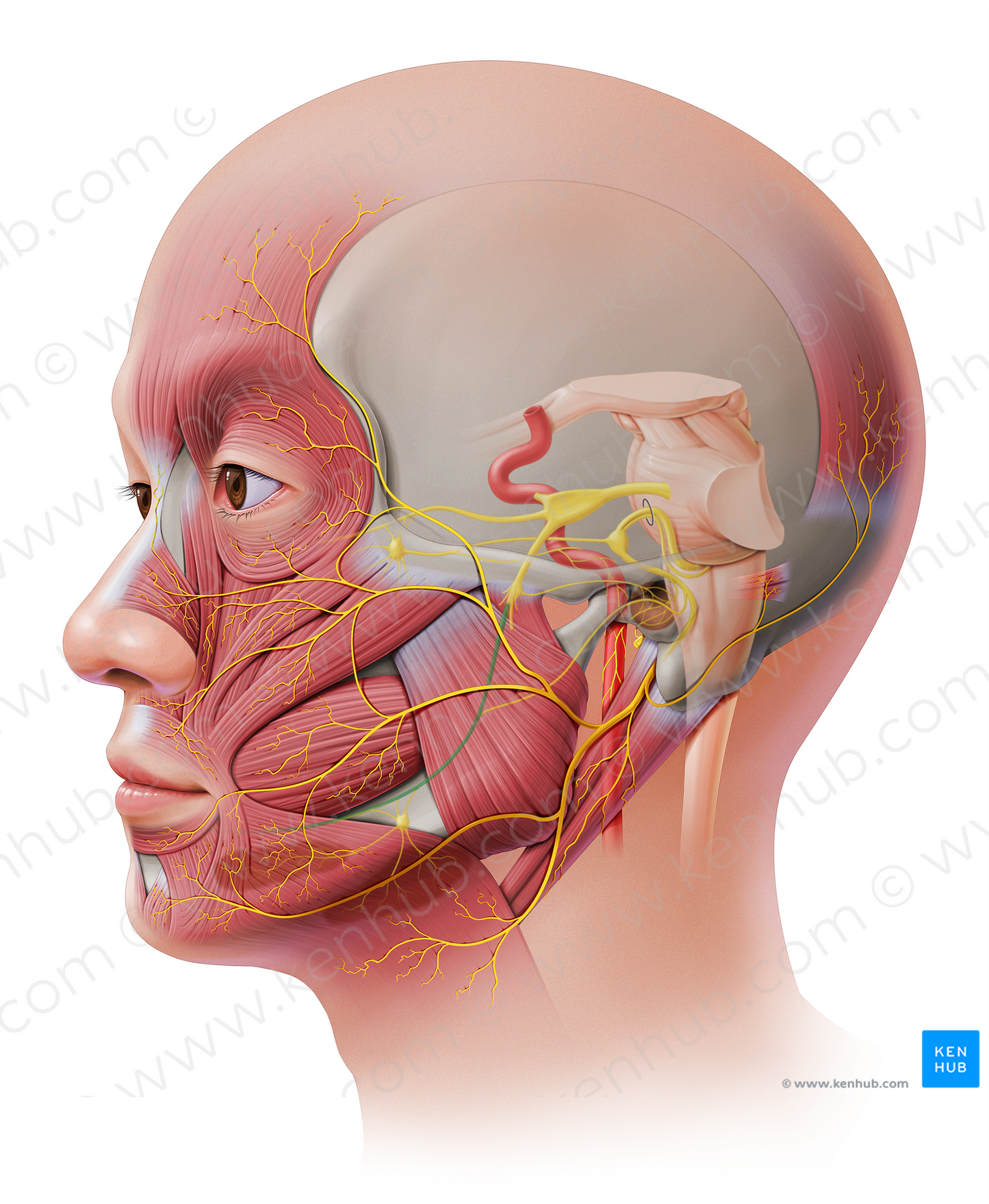 Lingual nerve (#20666)